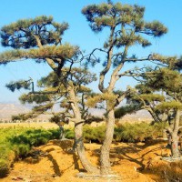 [高成活率]造型油松上哪買|石家莊造型油松