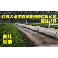 專業(yè)的青蛙養(yǎng)殖公司推薦-【江蘇大澤科技】稻蛙混養(yǎng)技術(shù)